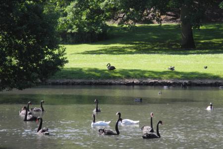 Cygnes blancs et noirs